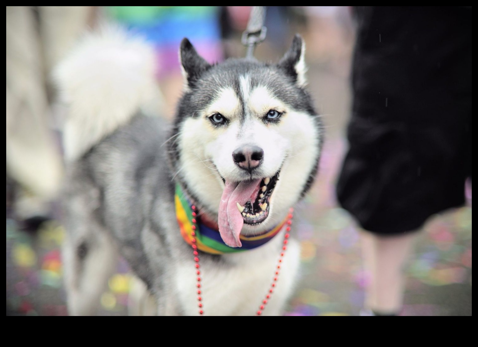 Parada jocurilor de căței: Fanfară distracție pentru câini