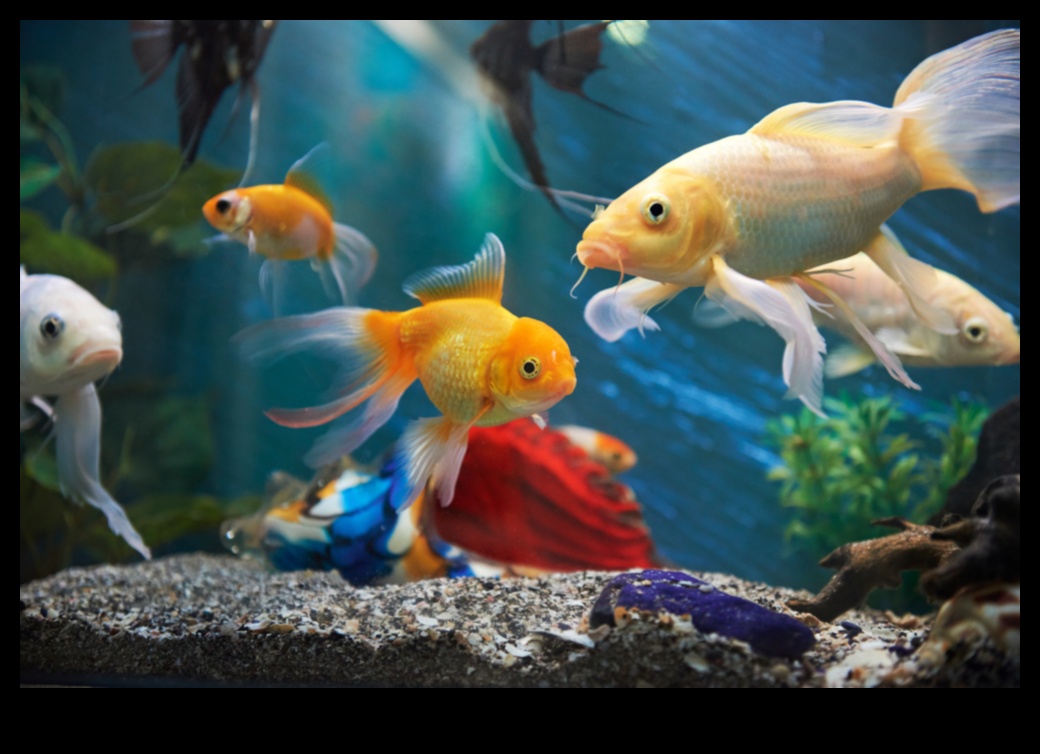 Fishy Friends Forever: Menținerea condițiilor sănătoase de acvariu