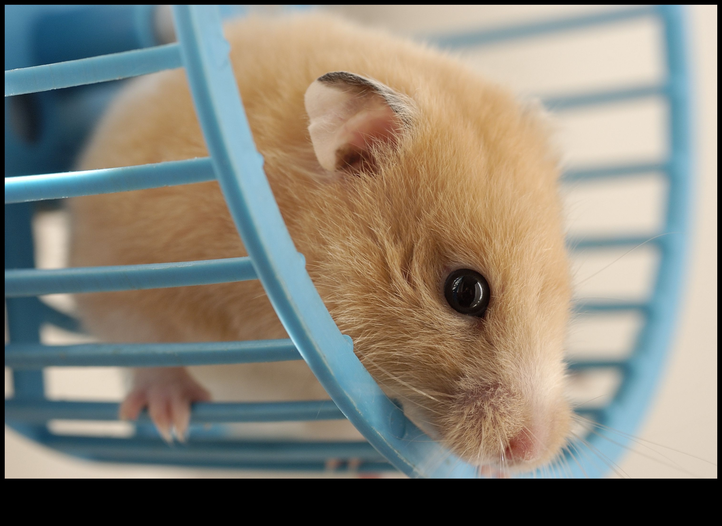 Siguranța roții hamsterilor Continuare: Întreținere și verificări regulate